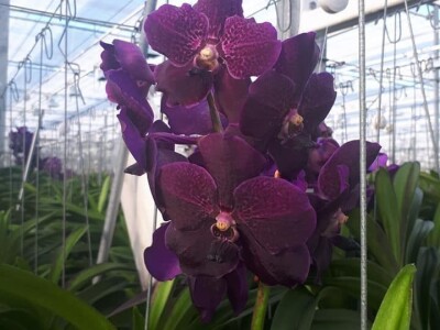 FOTO PUTOVANJE U KRALJEVINU CVIJEĆA