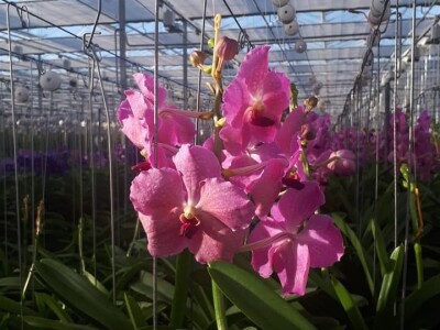 FOTO PUTOVANJE U KRALJEVINU CVIJEĆA