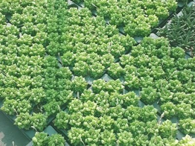 FOTO PUTOVANJE U KRALJEVINU CVIJEĆA