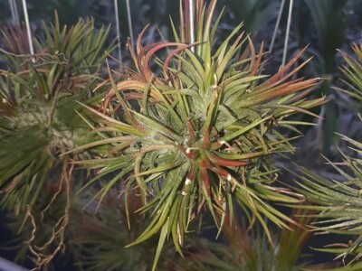 FOTO PUTOVANJE U KRALJEVINU CVIJEĆA