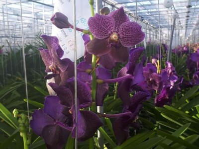 FOTO PUTOVANJE U KRALJEVINU CVIJEĆA