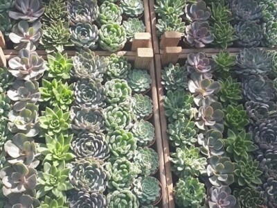 FOTO PUTOVANJE U KRALJEVINU CVIJEĆA