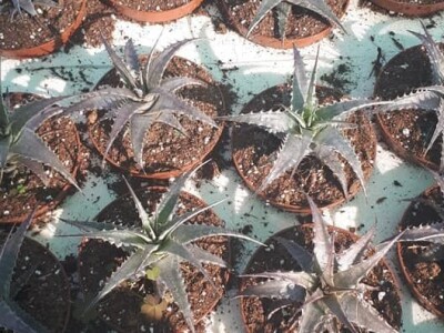 FOTO PUTOVANJE U KRALJEVINU CVIJEĆA