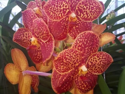 FOTO PUTOVANJE U KRALJEVINU CVIJEĆA