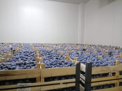 foto šljive,kornišoni