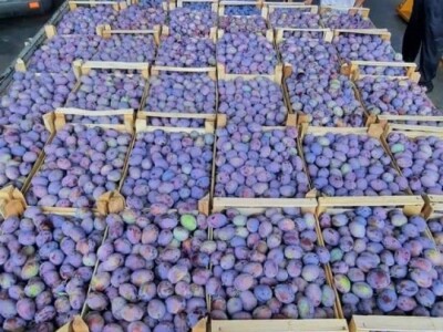 foto šljive,kornišoni