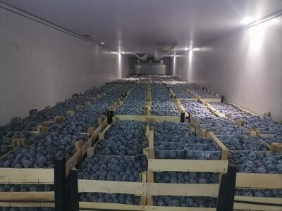 foto šljive,kornišoni