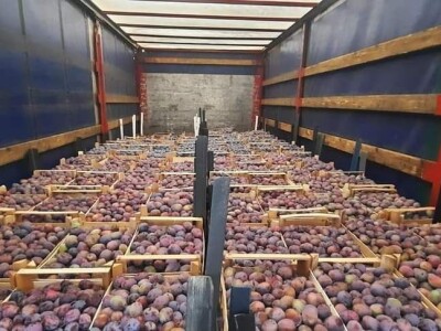 foto šljive,kornišoni