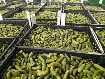 foto šljive,kornišoni