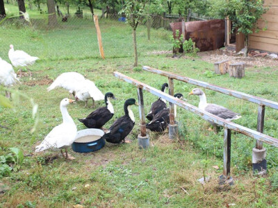 Ljubav i tradiciju pretvorila u eko proizvode