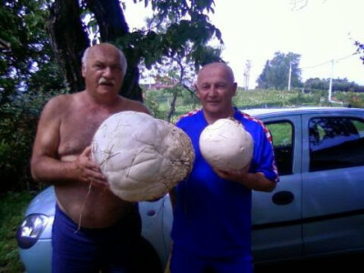 Gljiva nema kao inače