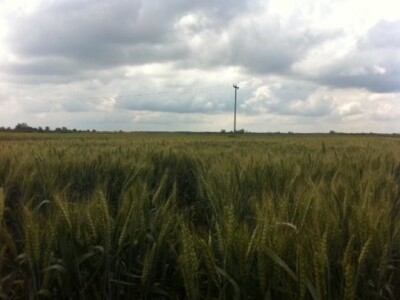 Dani polja Dow AgroSciences