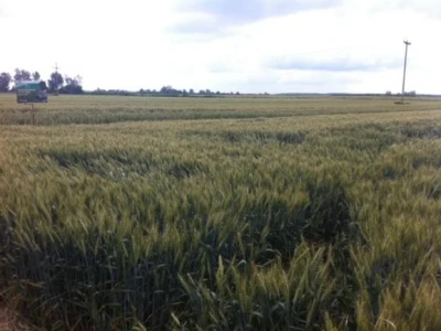 Dani polja Dow AgroSciences