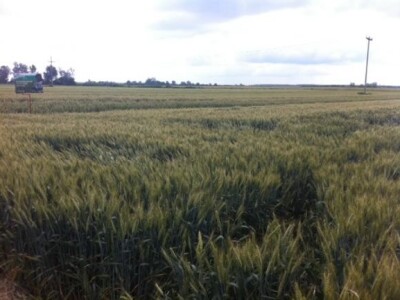 Dani polja Dow AgroSciences