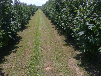 OPG Ana Koprivčić OPG Ana Koprivčić