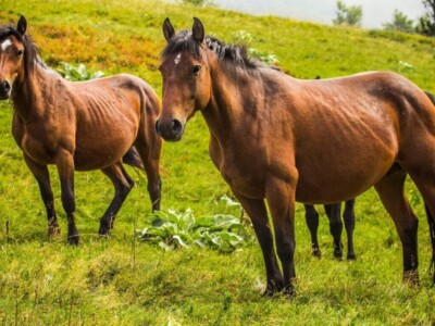 Fotografije Jelene Potrebić