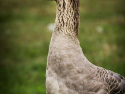 Fotografije Jelene Potrebić