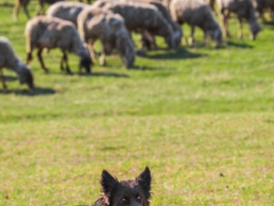 Fotografije Jelene Potrebić