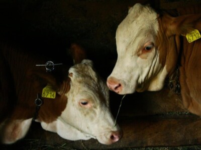 Fotografije Jelene Potrebić