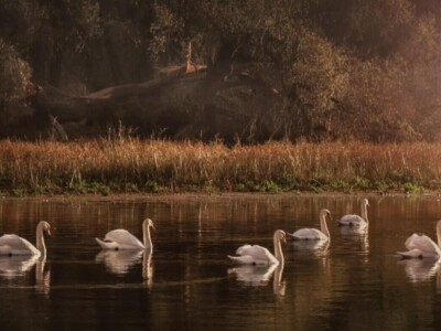 Fotografije Jelene Potrebić