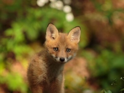 Fotolovac Romeo Mance