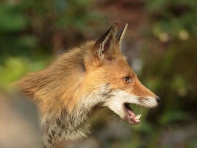 Fotolovac Romeo Mance