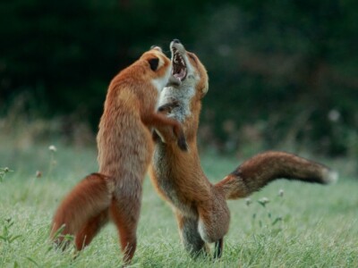 Fotolovac Romeo Mance