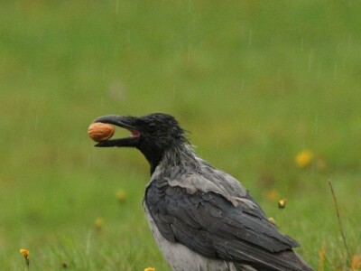 Fotolovac Romeo Mance