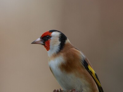 Fotolovac Romeo Mance