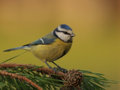 Fotolovac Romeo Mance