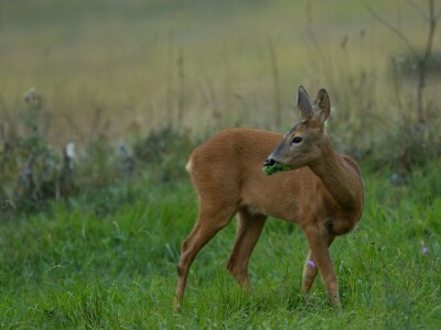 Fotolovac Romeo Mance
