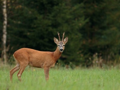 Fotolovac Romeo Mance