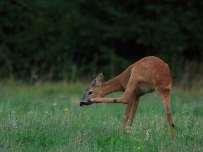 Fotolovac Romeo Mance