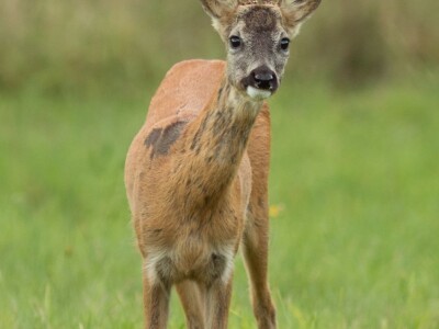 Fotolovac Romeo Mance