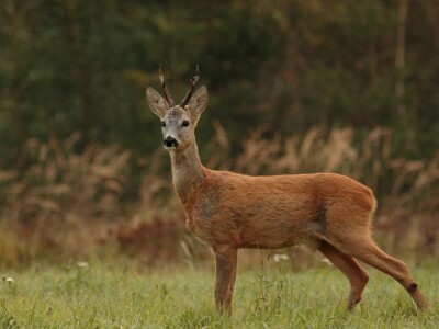 Fotolovac Romeo Mance