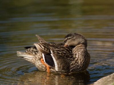 Fotolovac Romeo Mance