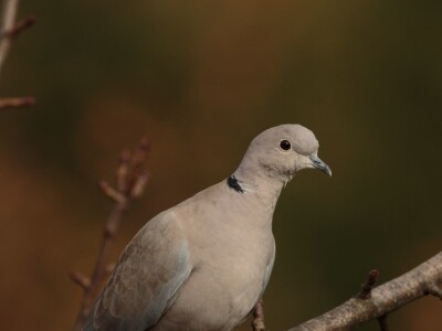 Fotolovac Romeo Mance
