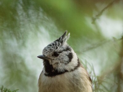 Fotolovac Romeo Mance