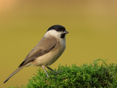 Fotolovac Romeo Mance