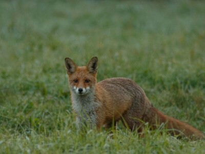 Fotolovac Romeo Mance