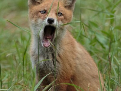 Fotolovac Romeo Mance