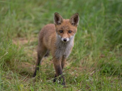 Fotolovac Romeo Mance