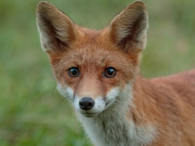 Fotolovac Romeo Mance