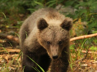 Fotolovac Romeo Mance