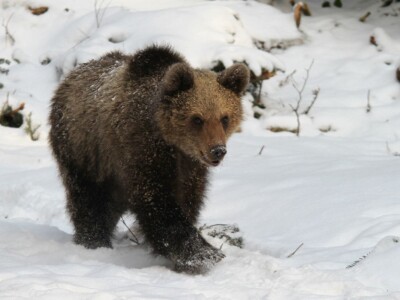 Fotolovac Romeo Mance