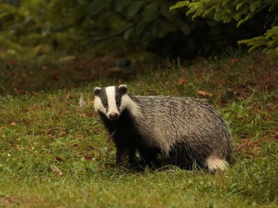 Fotolovac Romeo Mance