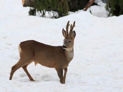 Fotolovac Romeo Mance