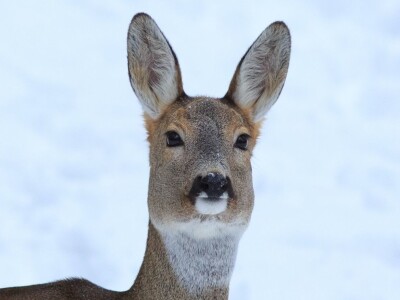 Fotolovac Romeo Mance