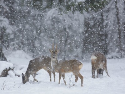 Fotolovac Romeo Mance