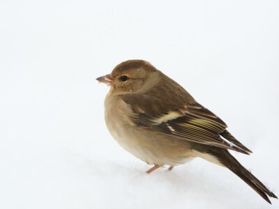 Fotolovac Romeo Mance